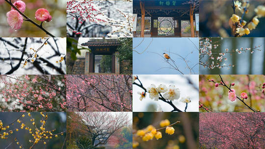 4K红梅白梅腊梅花 延时实景合集高清在线视频素材下载
