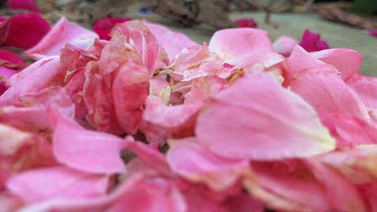 粉色玫瑰花花瓣视频素材模板下载