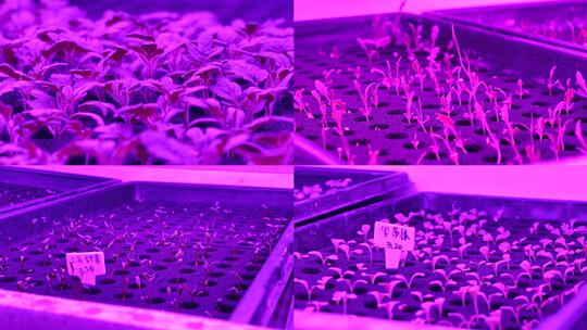 紫光下的植物幼苗生长高清在线视频素材下载