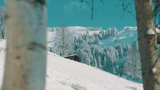 蒂罗尔阿尔卑斯山，雪，山脉，森林