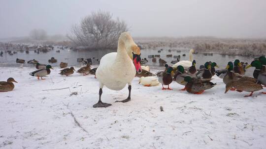 冬季雪地鸭子养殖视频素材模板下载