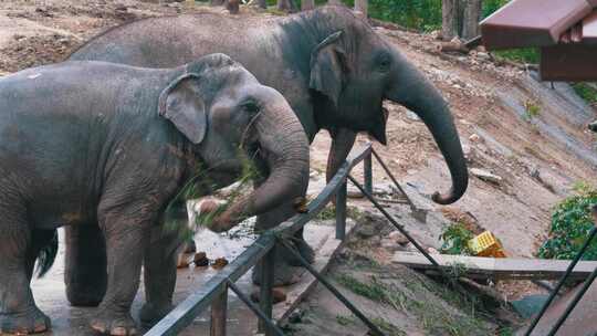 泰国考丘开放动物园围栏里的两头大象