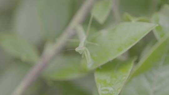 蓝莓种植LOG