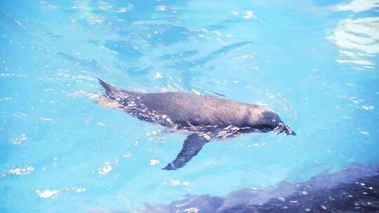 企鹅在水族游泳