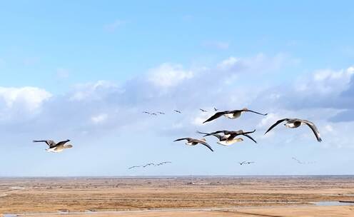 【4K】黄河入海口生态候鸟迁徙