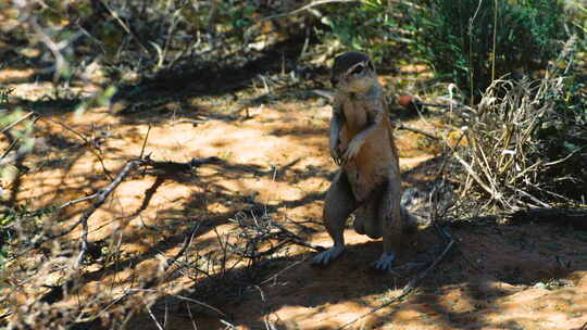 南非地松鼠用后腿站立以获得更好的视野。啮