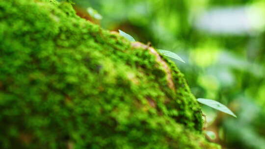 热带森林中岩石上的苔藓视频素材模板下载