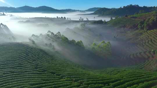 云雾缭绕的茶山