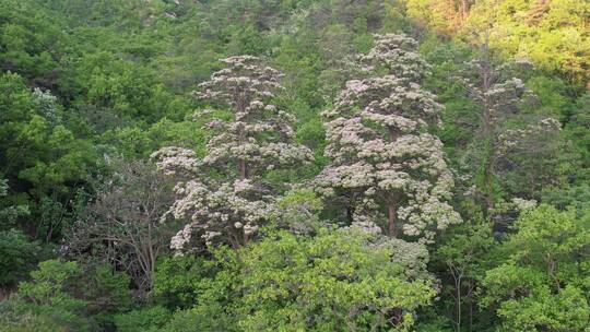 航拍威海里口山夕阳光照中的两棵楸树花