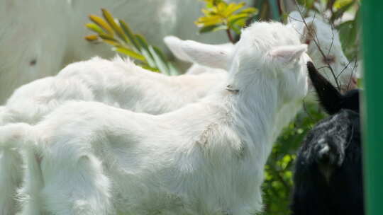 春天山羊小羊羔在草丛觅食视频素材模板下载