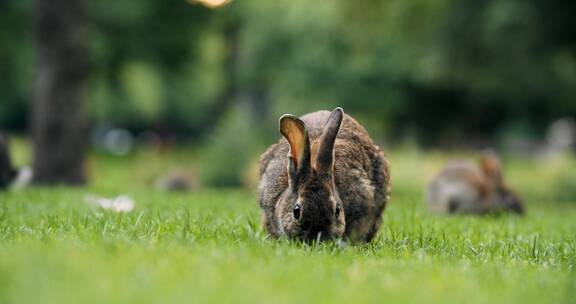 野兔正在吃草
