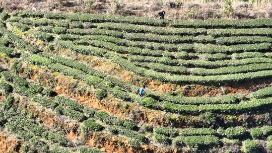 采茶园林山高山上航拍茶叶文化春人工修剪道