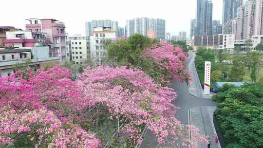 中国广东省广州市荔湾区坦尾美丽异木棉