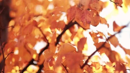 阳光照射下的金色树叶