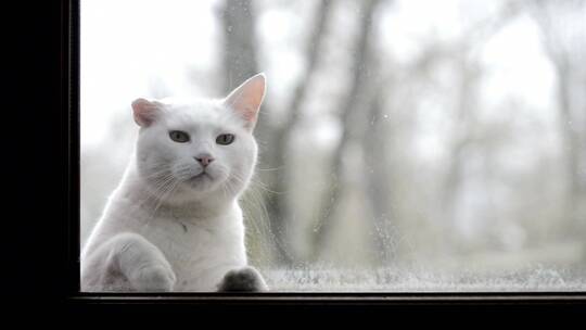 窗户前的白猫