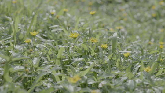 鲜花盛开蟛蜞菊4K超清视频