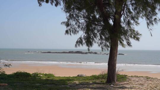 大海沙滩岸边上一棵树唯美海景风景自然风光