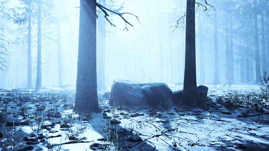 冬季大雾山毛榉和云杉森林场景