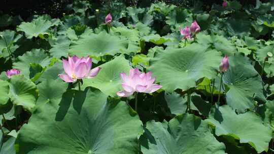 夏日荷花原声