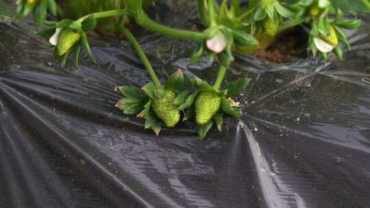 草莓园 农田 农业作物 水果 绿色植物 温室