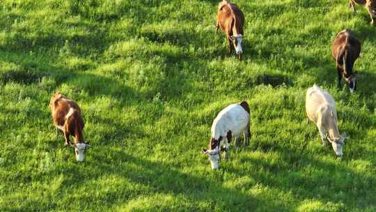 4K黄牛牛肉养殖牛吃草牧场绿色视频素材模板下载