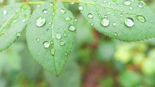 雨天叶子上的露水微距水滴4k超清