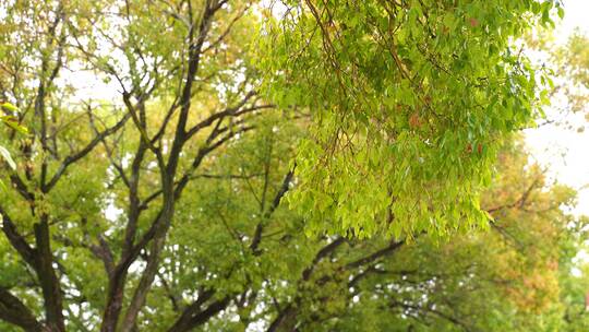 树林特写微风吹树叶树枝茂密森林树林绿色树