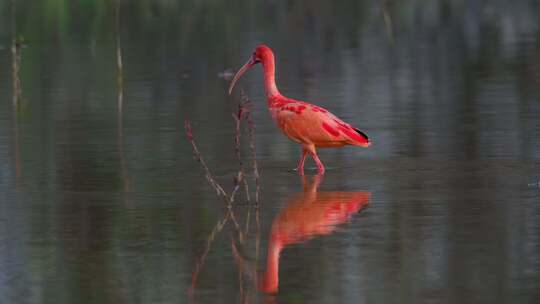 观鸟珍稀鸟类野生动物水鸟美洲红鹮