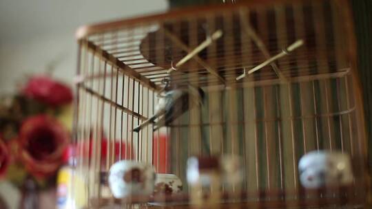 鸟笼实拍养鸟金丝笼视频素材模板下载