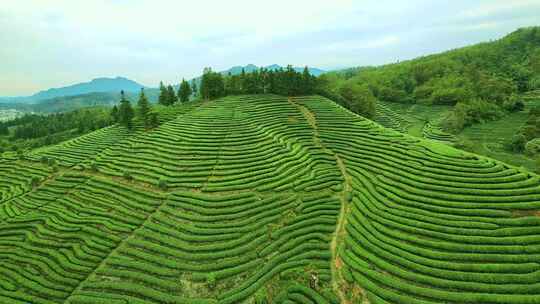 航拍春天茶山梯田武夷山燕子窠生态茶园