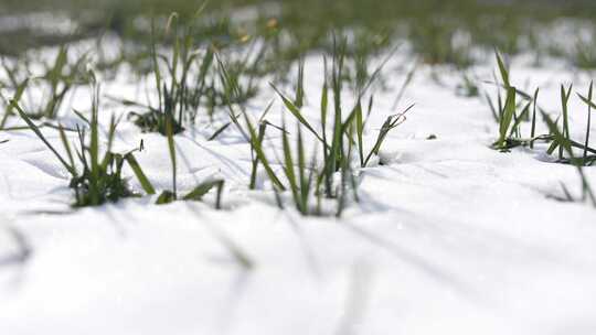 冬天小麦植物与雪覆盖农民的田地的电影镜头