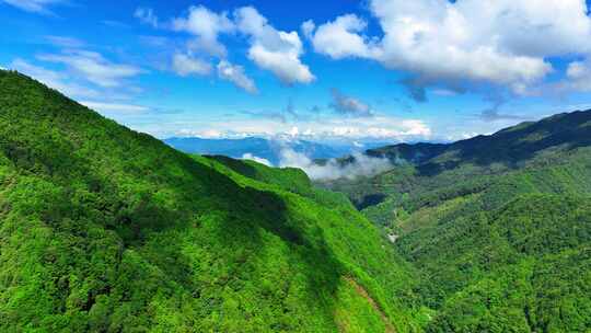 茶山 山川 云海 云南原始森林 大好河山