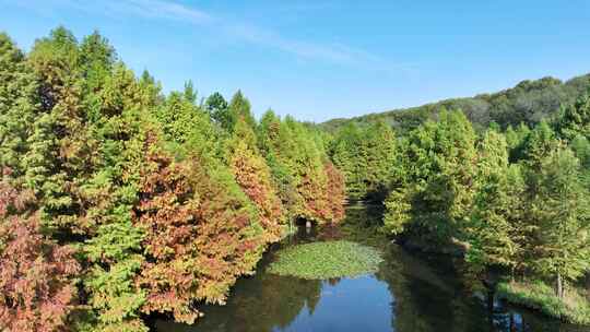 秋天色彩鲜艳的南京燕雀湖水杉林秋景航拍