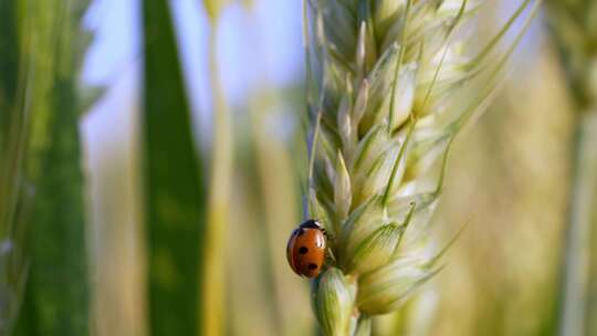 麦穗小麦小满瓢虫昆虫自然风景农业