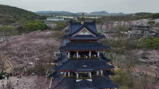 无锡鼋头渚樱花盛开满目樱花