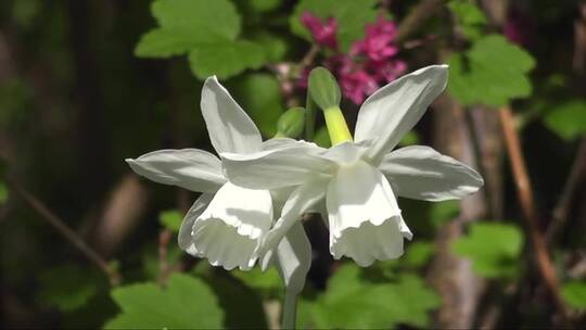 绽放的白色花朵 (2)