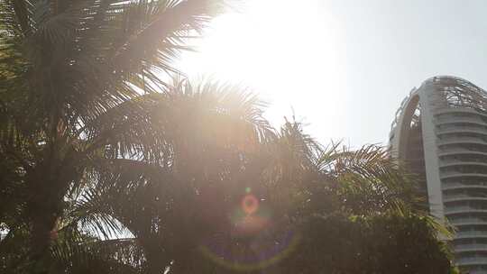 逆光下唯美的椰子树