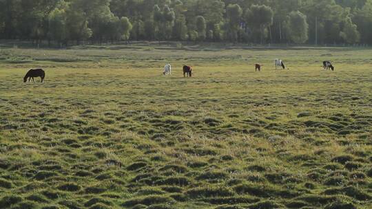 草原上马群在觅食