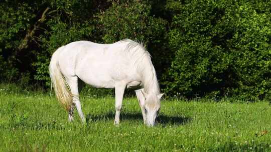 一匹白马在草地上吃草