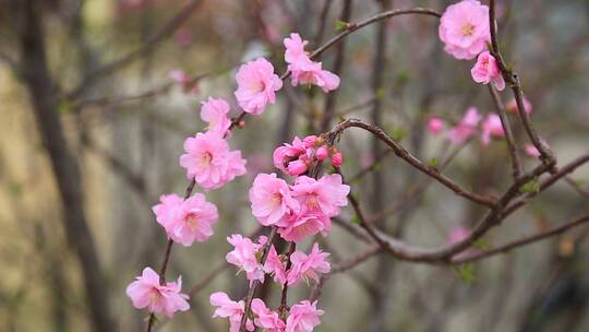 春天百花开