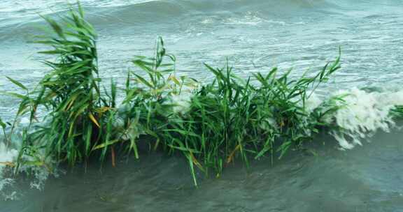 在海边被海浪拍打的芦苇荡