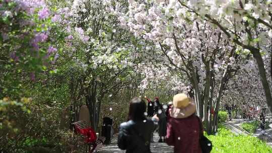 北京春天四月海棠花开
