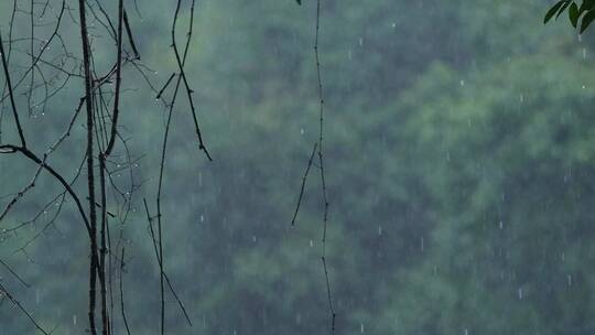 江南春天春雨雨滴绿色植物升格空镜