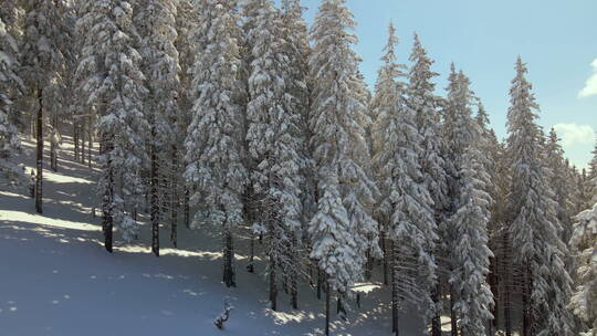 航拍的冬季森林景观视频素材模板下载