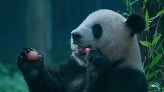 大熊猫吃水果视频素材模板下载
