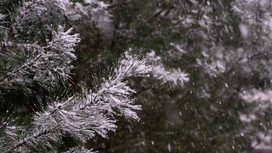 寒冷冬季公园松树雪花大雪空境升格