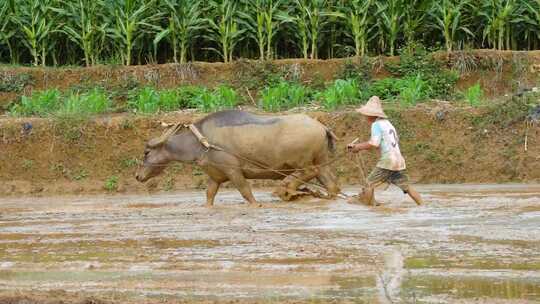 农民赶水牛在地里耕田
