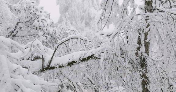 航拍冬日山林白雪覆盖树挂压满枝头