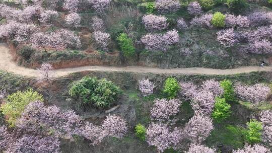 福建福州罗源湾樱花园航拍