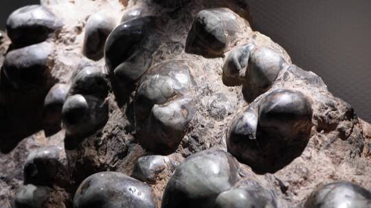 【镜头合集】鹦鹉螺远古史前海洋生物化石